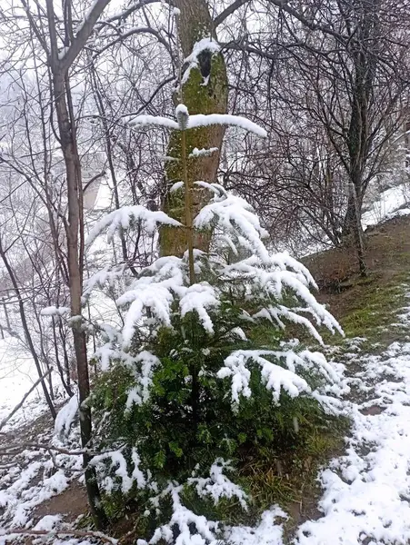 Ağaç gövdesinin arka planında beyaz karlı yeşil Noel ağacı