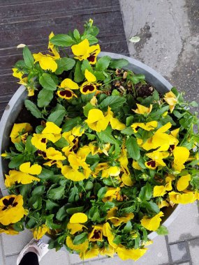 Baharda sarı süs eşyalarının nasıl yetiştiği belli oluyor.