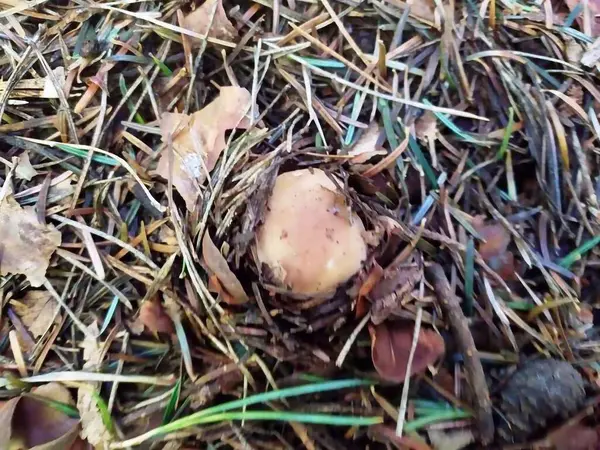 Beyaz bir mantarın ormandaki ışığa nasıl ulaştığını görebilirsiniz.