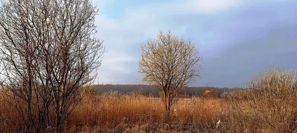 Sarı yapraklı sonbahar manzarası
