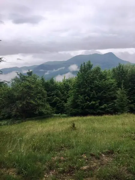 Dağların arkasındaki yeşil köknar ağaçları