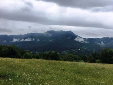 Karpatlar 'ın arka planına karşı yeşil çayırlar 