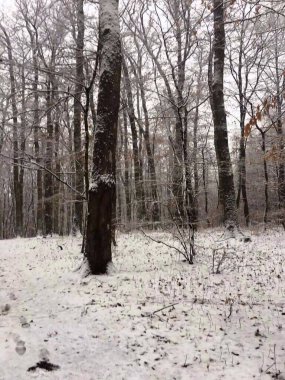 Ormanda resmedilen ağaç gövdelerinden bir kare.