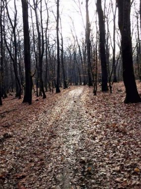 Bir sonbahar ormanında gün batımı görüldü