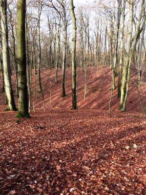 Ormandaki sarı boynuz direğinin fotoğrafı.