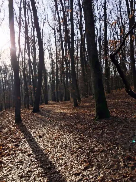 Gün batımında sarı yapraklarla bir yol gösteriyor.