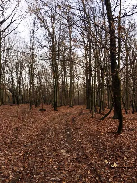 Sonbaharın ormandaki sarı yapraklarla nasıl geldiğini görebilirsiniz.