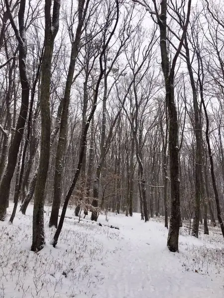 Ormanda beyaz karlı ağaçlar görülür.