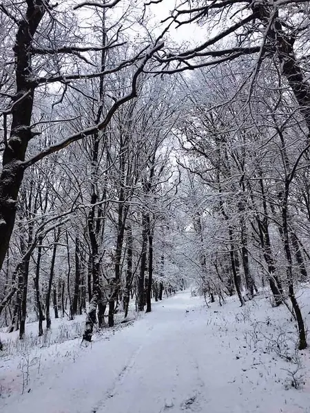 Ormandaki yola düşen beyaz kar görüntüsü