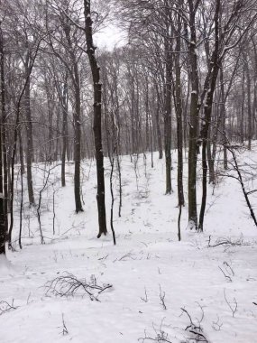 Kışın ormanda beyaz kar görülür.