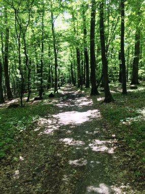 Yazın yeşil ormanın ortasında toprak yol