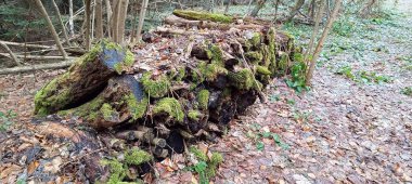 Kesilen ve yosun ile istiflenmiş ağaçlar gösterilir