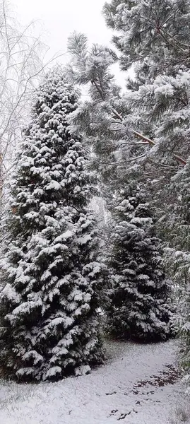Kış tekrar geliyor ve beyaz kar yağıyor.