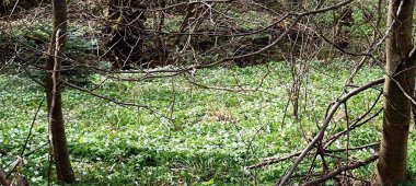 Yeşil çimenlerin arka planında büyüyen ağaçların görüntüsü