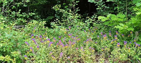 Ivan ve Mary 'nin çiçekleri ormanda büyüyor.