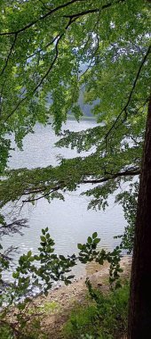 Gölün arka planındaki ağaçların yeşil dalları