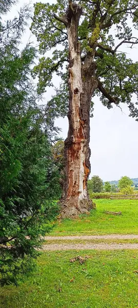 Hasarlı ağaç gövdesi Yazın büyüdüğü görülüyor