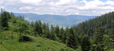 Dağ zirvelerinin arka planında büyüyen yeşil köknar ağaçları