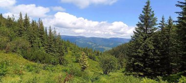 Yeşil köknar ağaçları ve Karpatlar 'ın dağlarının manzarası