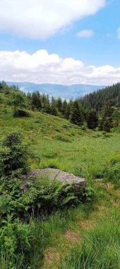 Dağ zirvelerinin arka planında yeşil çimen ve taş atışı