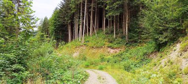 Toprak yol ormandaki ağaçlar arasında görülebilir.