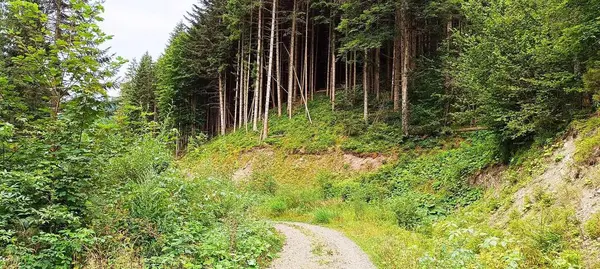 Toprak yol ormandaki ağaçlar arasında görülebilir.