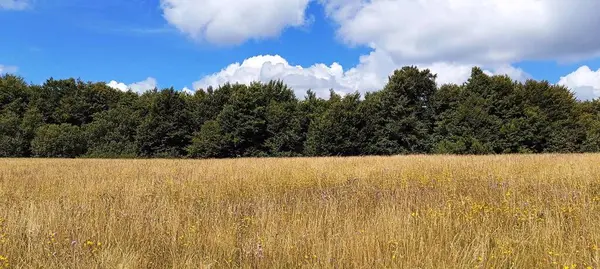 Yeşil yaprakların arka planında büyüyen buğday çekimleri