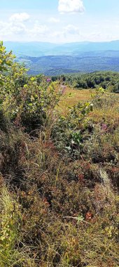 Karpatya dağlarında yeşil çalılar görülebilir.