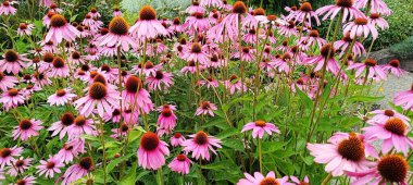 Echinacea purpurea yazın bahçede çiçek açıyor.