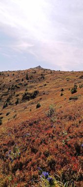Fotoğraflı mavi çiçekler dağın tepesinde açar.