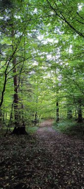 Yeşil bir ormanın ortasında kirli bir patika.