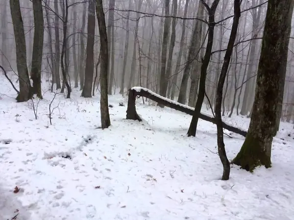 Ağaç gövdesinin kışın karın altında nasıl kırıldığını görebilirsiniz.