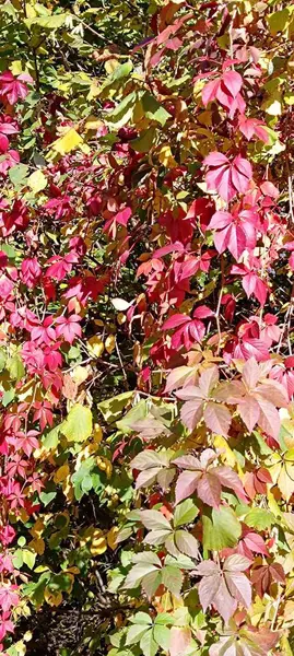 Bahçede yazın yetişen üzümler.