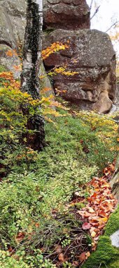 Dovbush 'un fotoğrafı sonbaharda ağaçların yanında sallanıyor.
