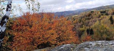 Dağın tepesinde büyüyen huş ağacı.