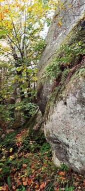 Karpatlar 'ın dağlarındaki sarı ağaç yapraklarını filme aldım.