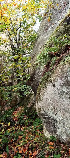 Karpatlar 'ın dağlarındaki sarı ağaç yapraklarını filme aldım.