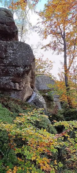 Uçurumun kenarındaki sarı yapraklı ağaçlar