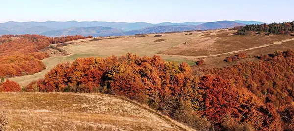 Sonbaharda Karpat dağlarının tepesinde ağaçlar