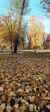 Parktaki ağaçlardan düşen sarı yapraklar görülür.