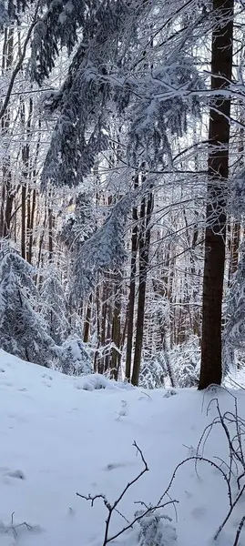 Kış nasıl geldi ve ormana beyaz kar yağdı