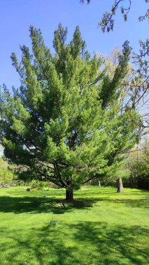 Parkta büyüyen yeşil yapraklı bir ağaç görülüyor.