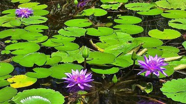 Suda çiçek açan nilüferlerin görüntüsü