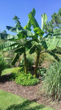 Yazın büyüyen yeşil muz palmiyeleri.
