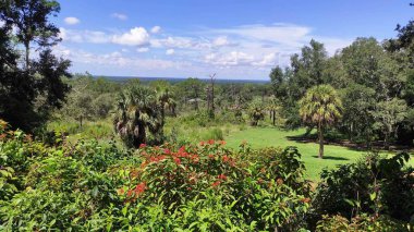 Parkta çiçeklerin yanında yetişen palmiye ağaçlarının fotoğrafı
