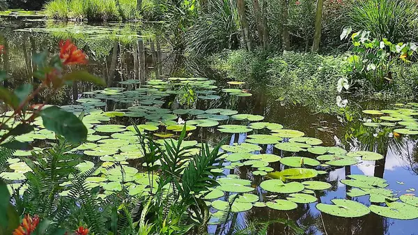 Gölde açan beyaz zambak manzarası