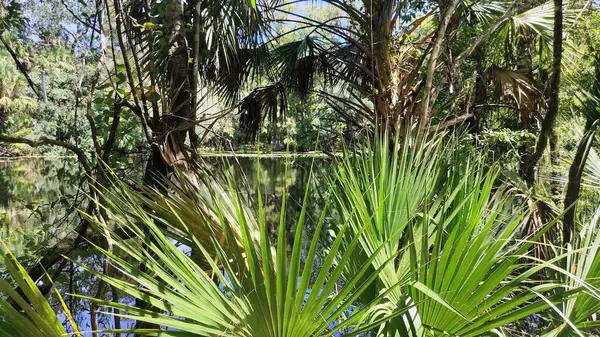 Göl kıyısında palmiye ağaçları olan tropik bir bahçe görülür.