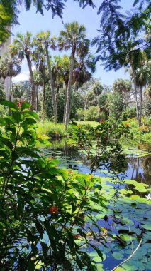 Göl kıyısında büyüyen yeşil palmiye ağaçları