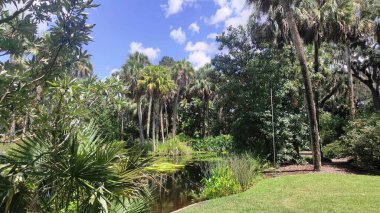 Yeşil palmiye ağaçları ve parktaki süs bitkilerinden oluşan bir manzara.