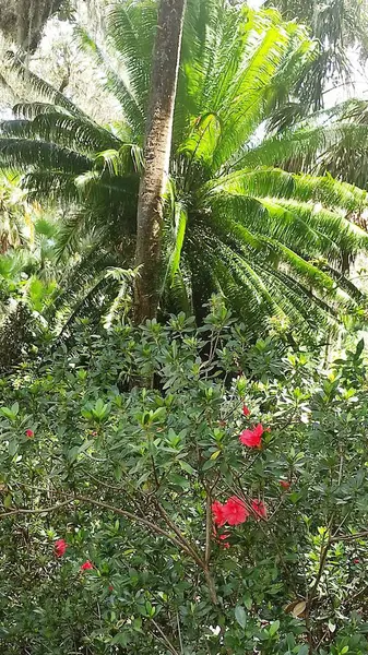 Kırmızı çiçeklerin arka planında büyüyen palmiye ağaçları